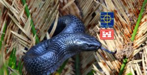 eastern indigo snake observer course