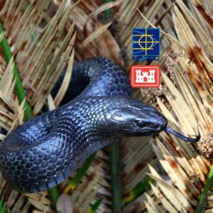 Eastern Indigo Snake Observer Course A