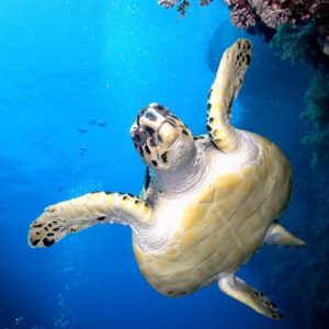 flatback sea turtle2